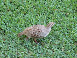 Image of Grey Francolin