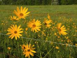 Image of swamp sunflower