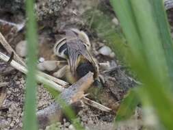 Слика од Anthophora bimaculata (Panzer 1798)