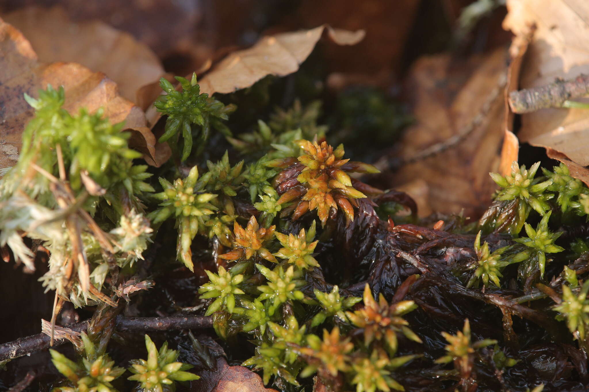 Sphagnum denticulatum Bridel 1826的圖片