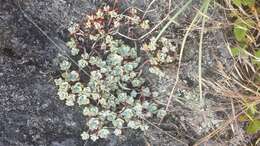 Image of broadleaf stonecrop