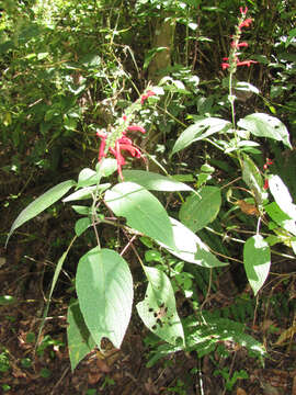 Image de Salvia cinnabarina M. Martens & Galeotti