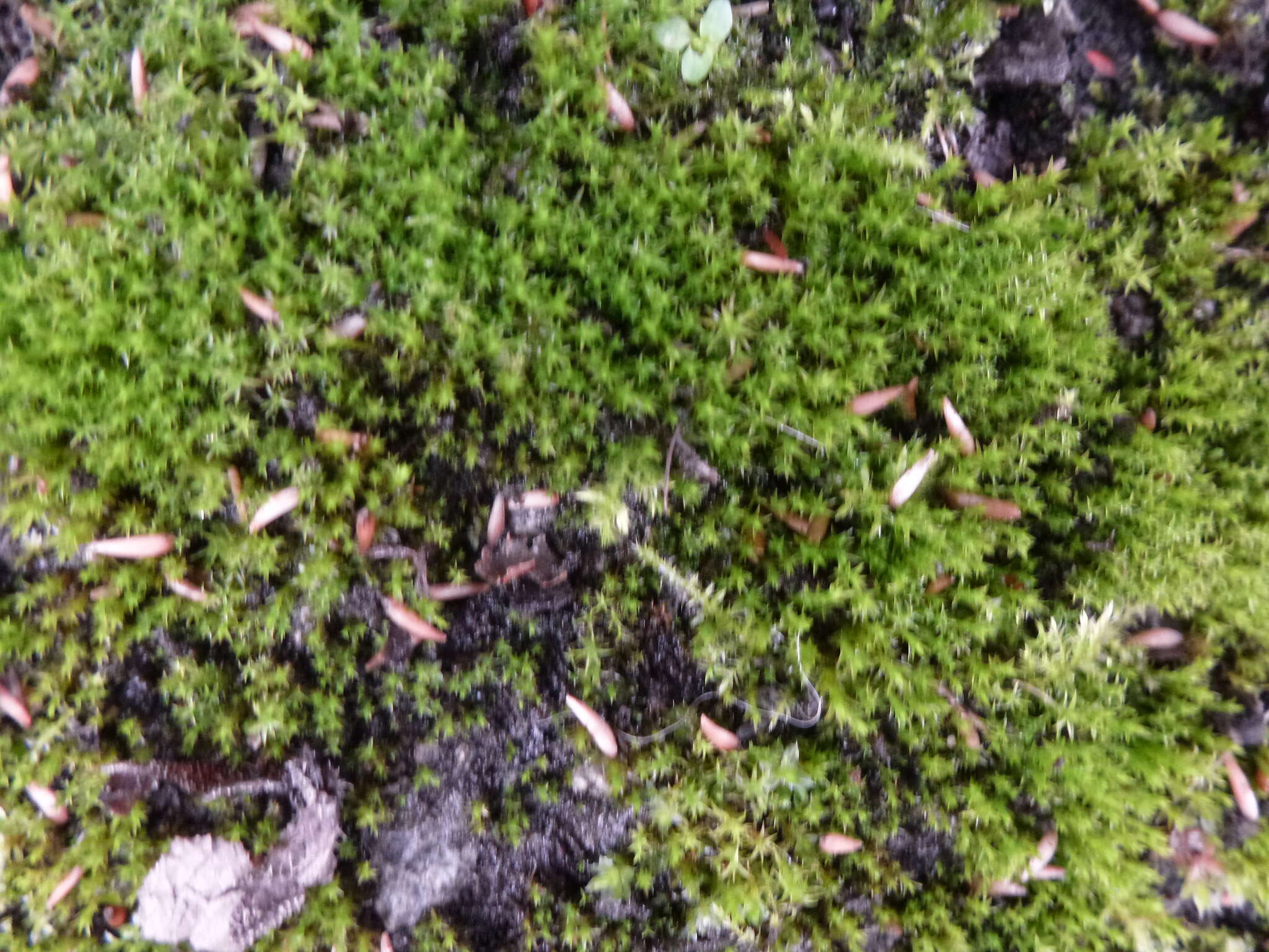 Image of Vinealobryum R. H. Zander