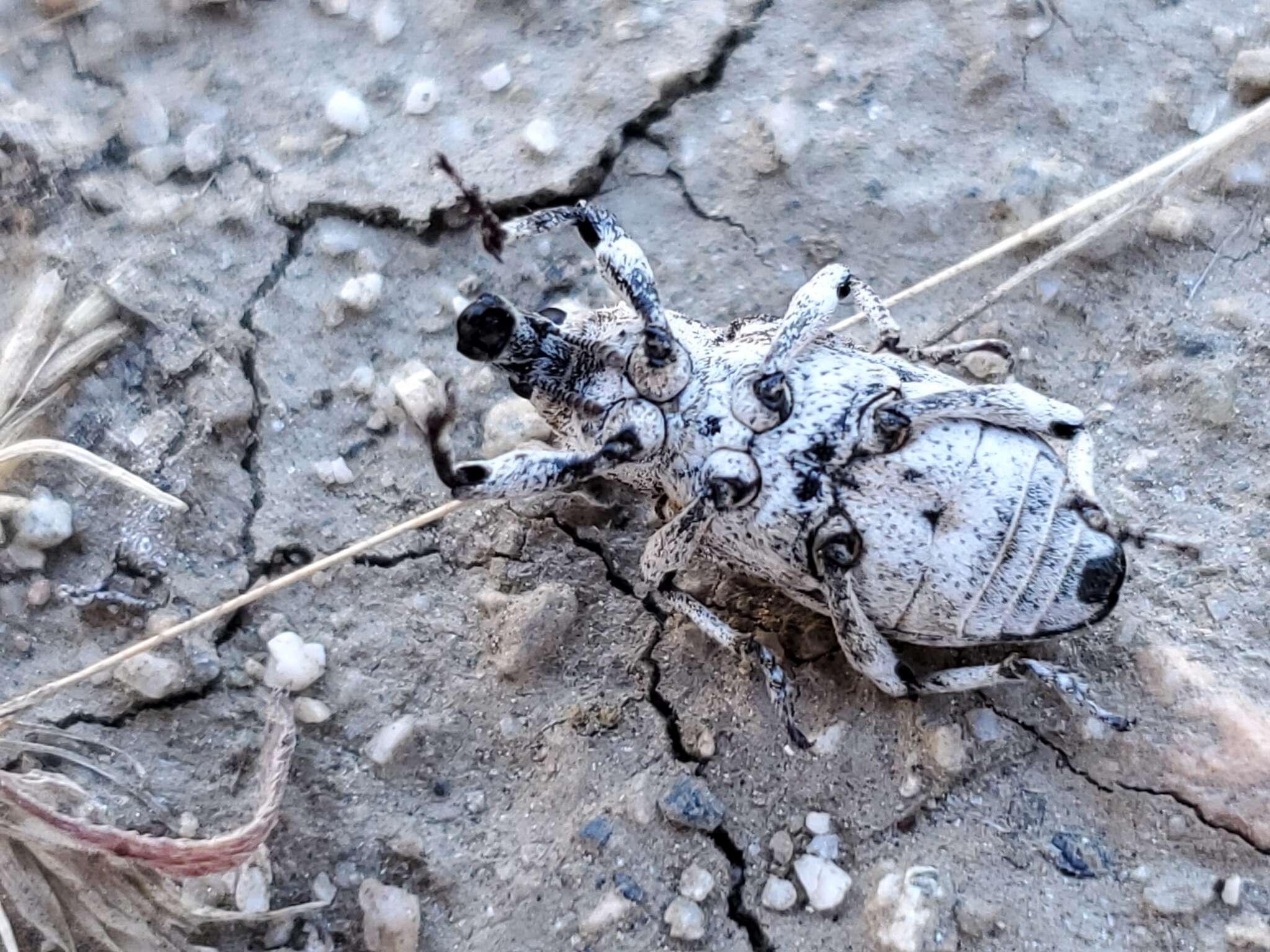 Plancia ëd Apleurus angularis Anderson 1987