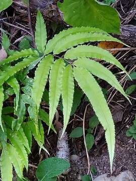 Plancia ëd Pteris cretica subsp. cretica