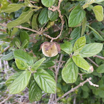 Plancia ëd Diospyros villosa (L.) De Winter