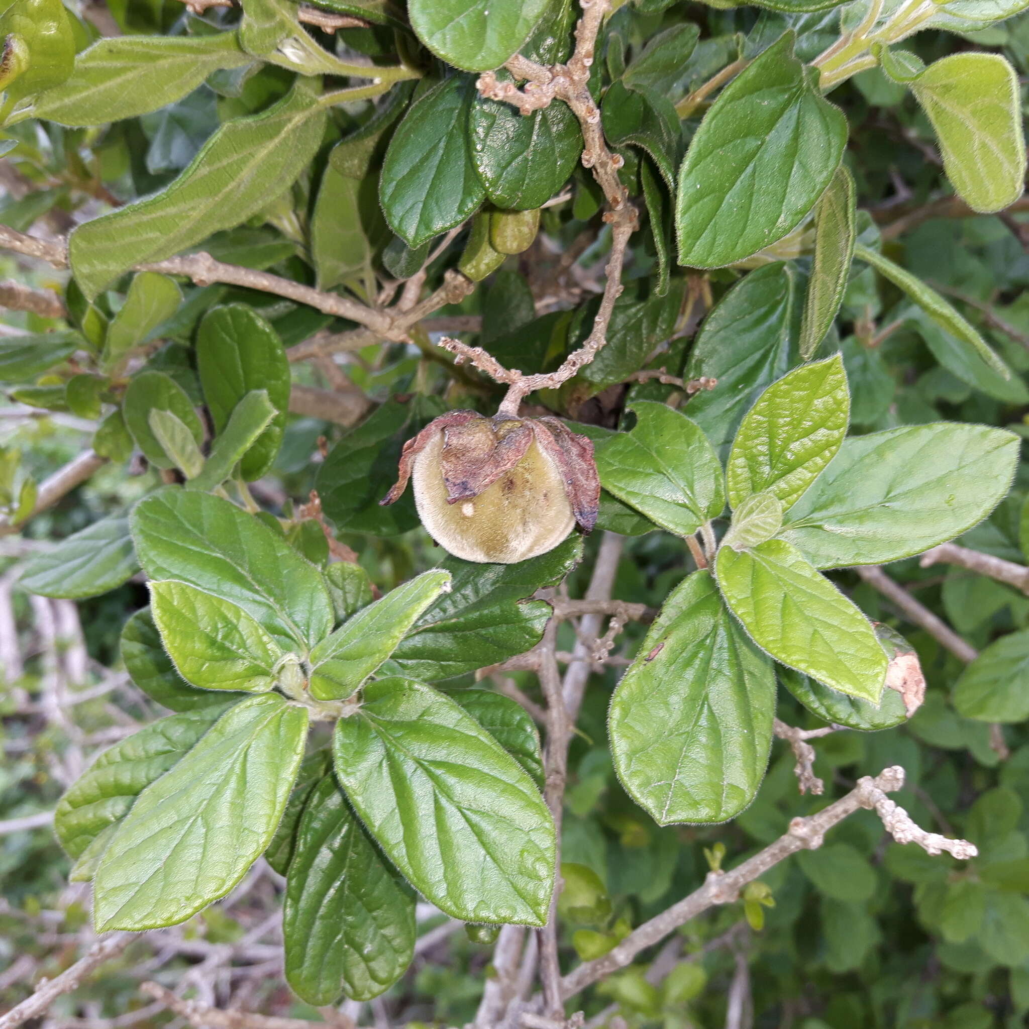 Plancia ëd Diospyros villosa (L.) De Winter