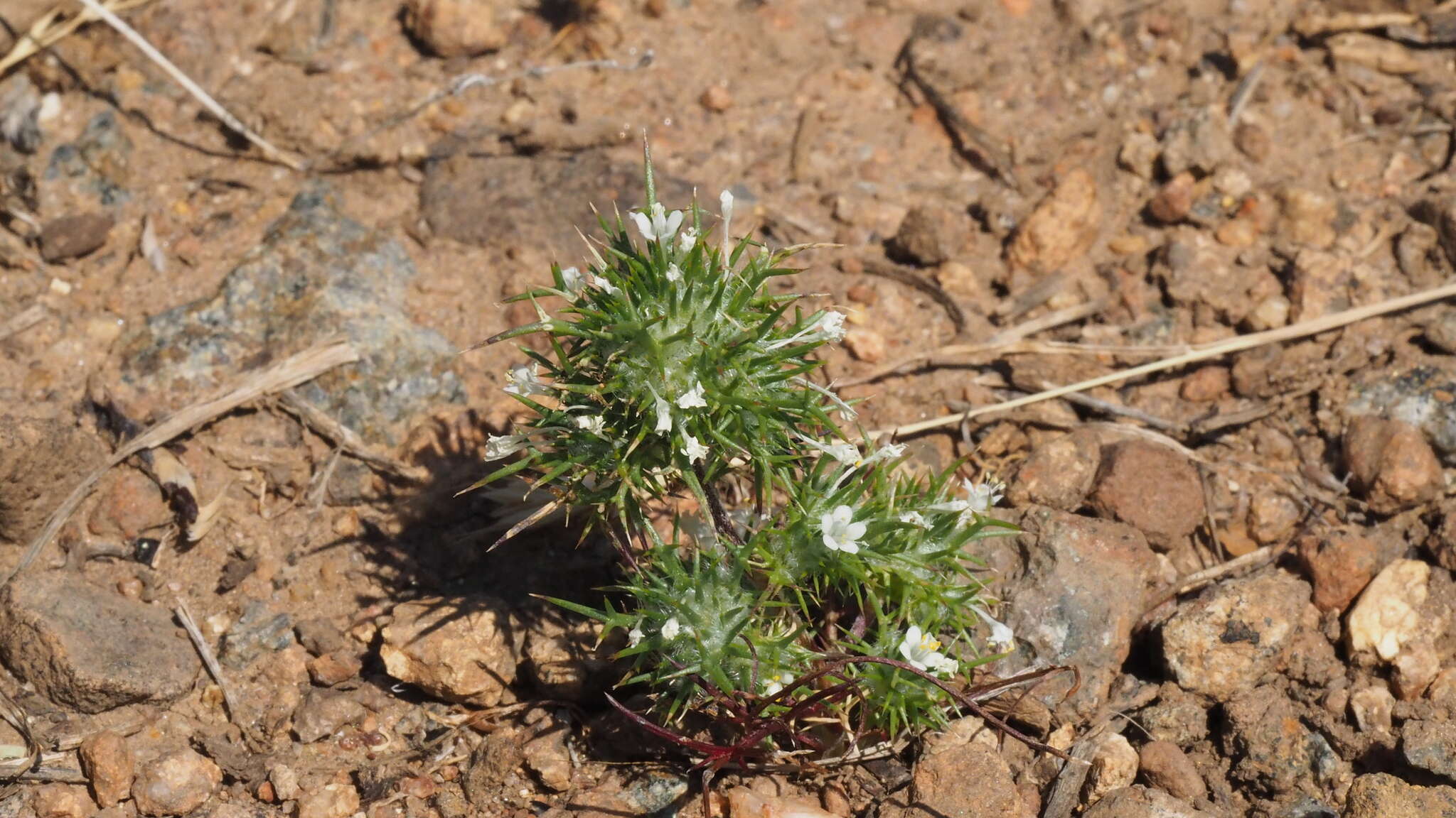 Image de Navarretia intertexta subsp. propinqua (Suksd.) A. G. Day