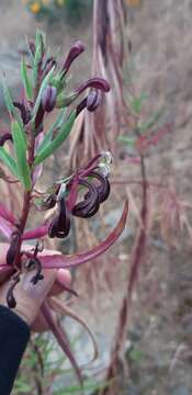 Image de Lobelia polyphylla Hook. & Arn.