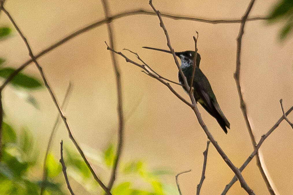 Image of Stripe-breasted Starthroat