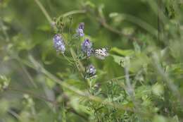 Image of Italian Marbled White