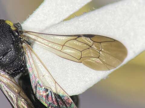 Hylaeus confluens (Smith 1853) resmi