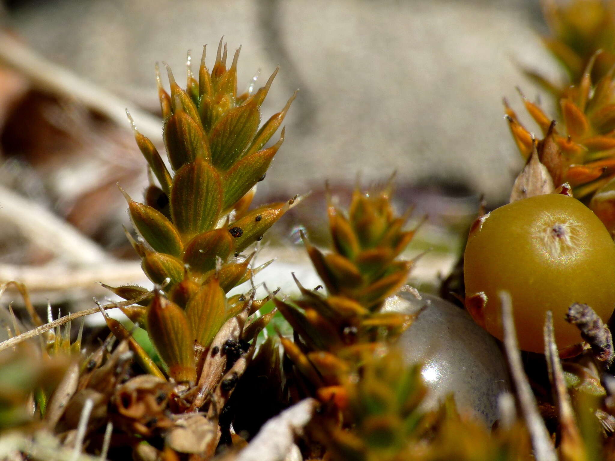 Image of Styphelia nana