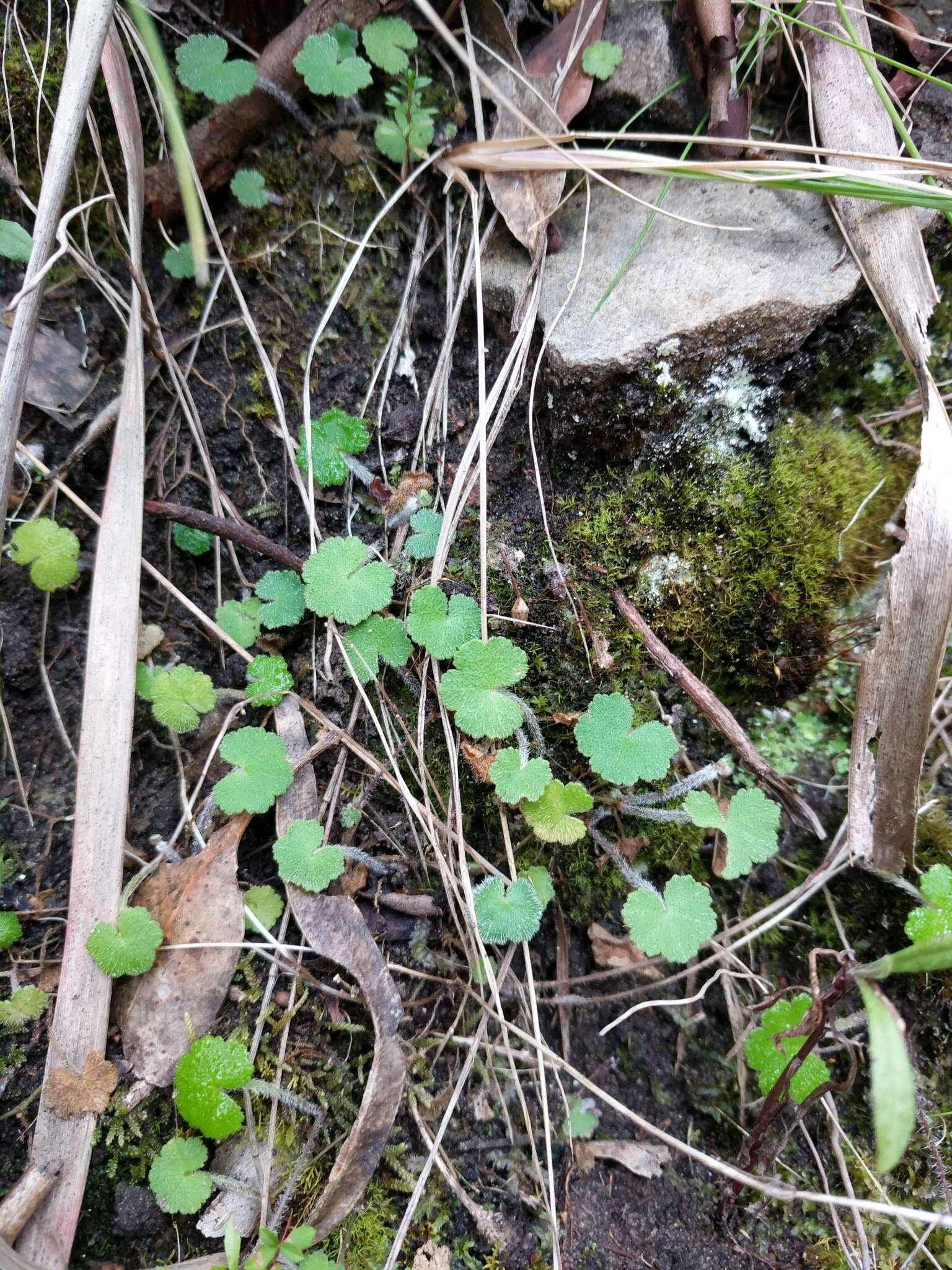 Image de Hydrocotyle hirta R. Br. ex A. Rich.