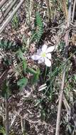 Imagem de Anemone trifolia subsp. trifolia