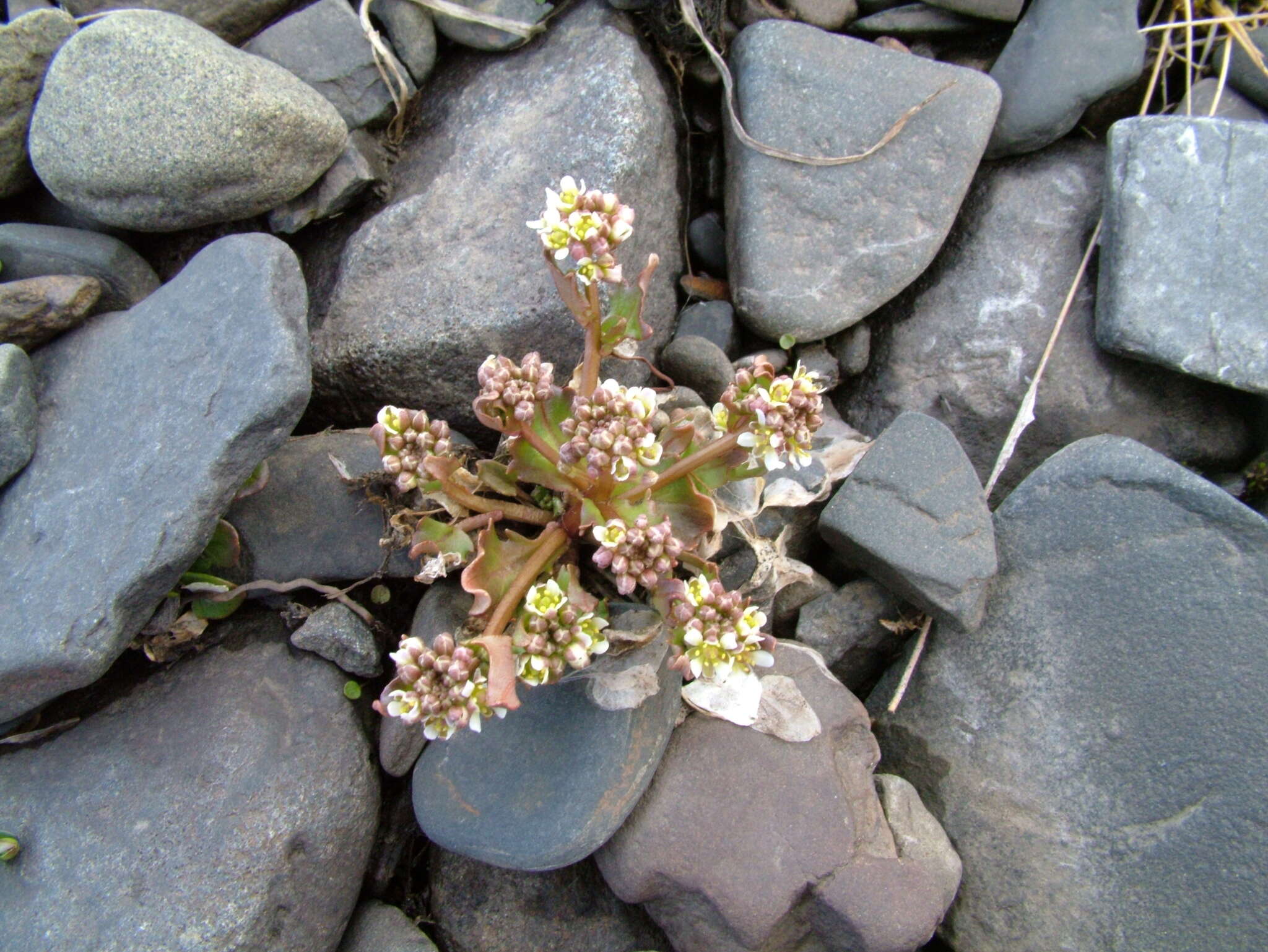 Image of Cochlearia groenlandica L.