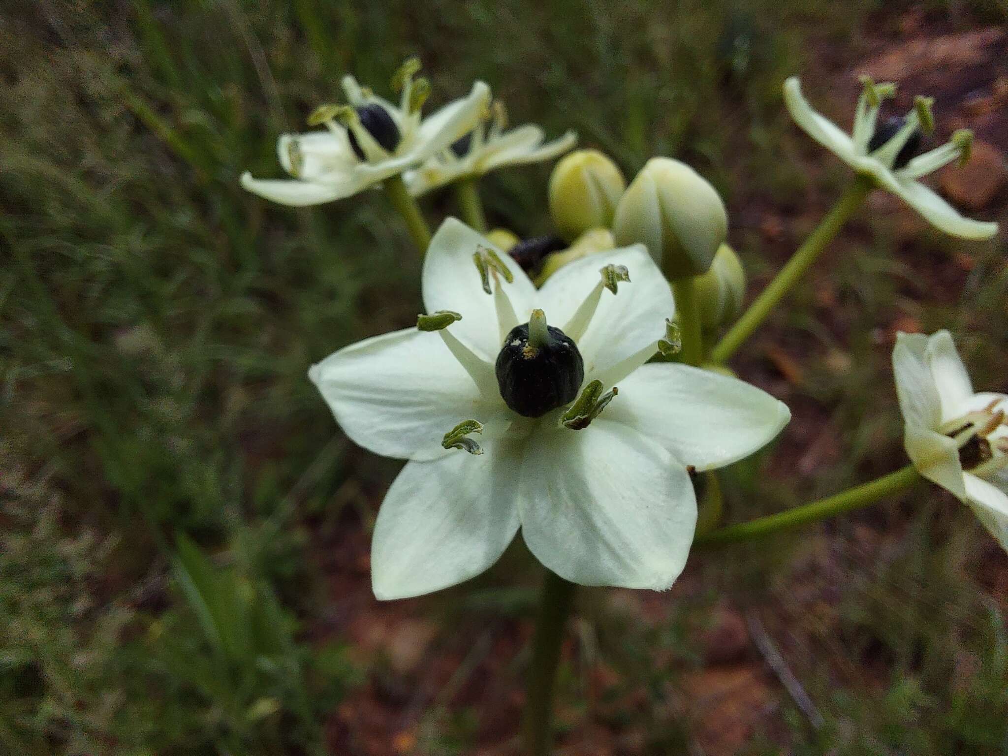 Слика од Ornithogalum saundersiae Baker