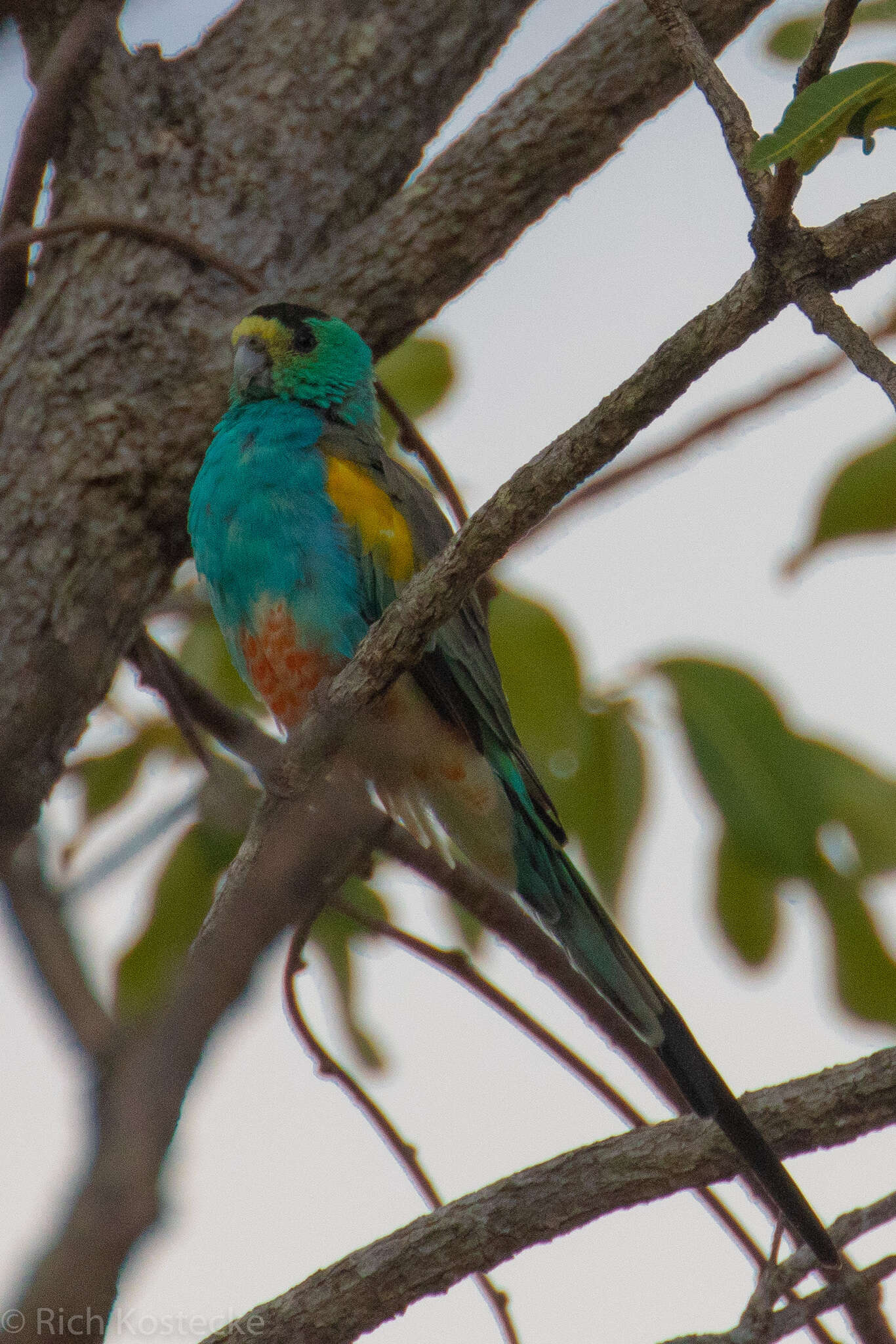 Image of Golden-shouldered Parrot