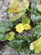 Image de Merremia hederacea (Burm. fil.) Hall. fil.