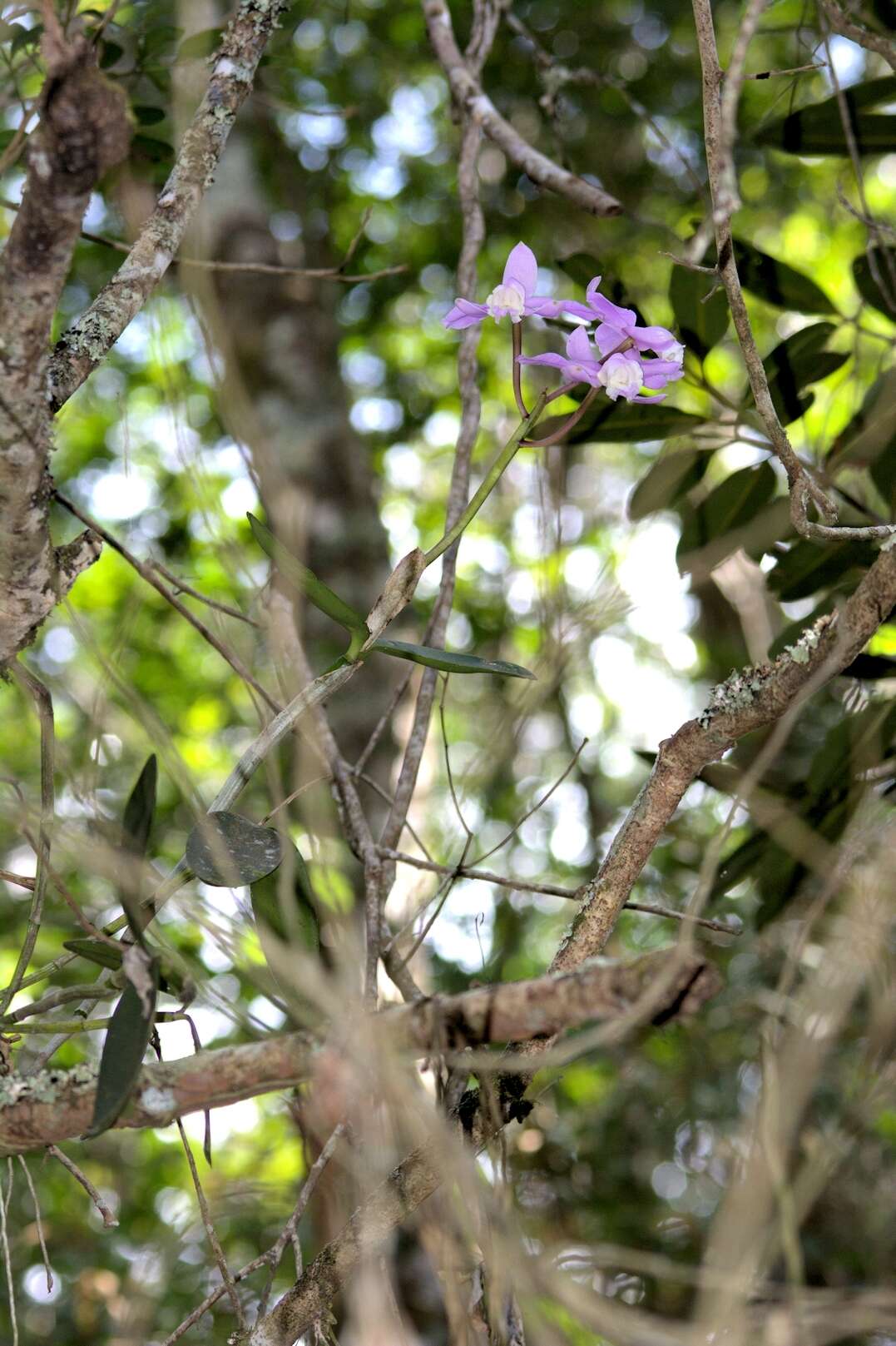 Imagem de Cattleya loddigesii Lindl.