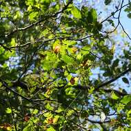 Image de Nothofagus obliqua (Mirb.) Oerst.