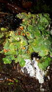 Image of Ricasolia amplissima subsp. sheiyi