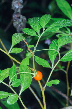 Image of Capsicum lanceolatum (Greenm. ex J. D. Sm.) Morton & Standl.