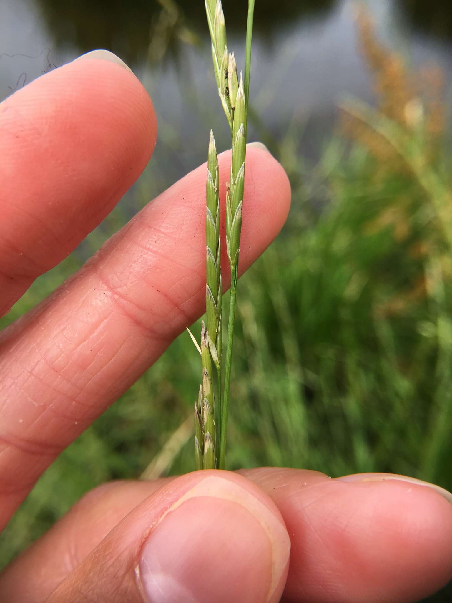 Image of flote-grass, floating sweet-grass