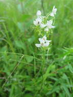 Habenaria linearifolia Maxim. resmi