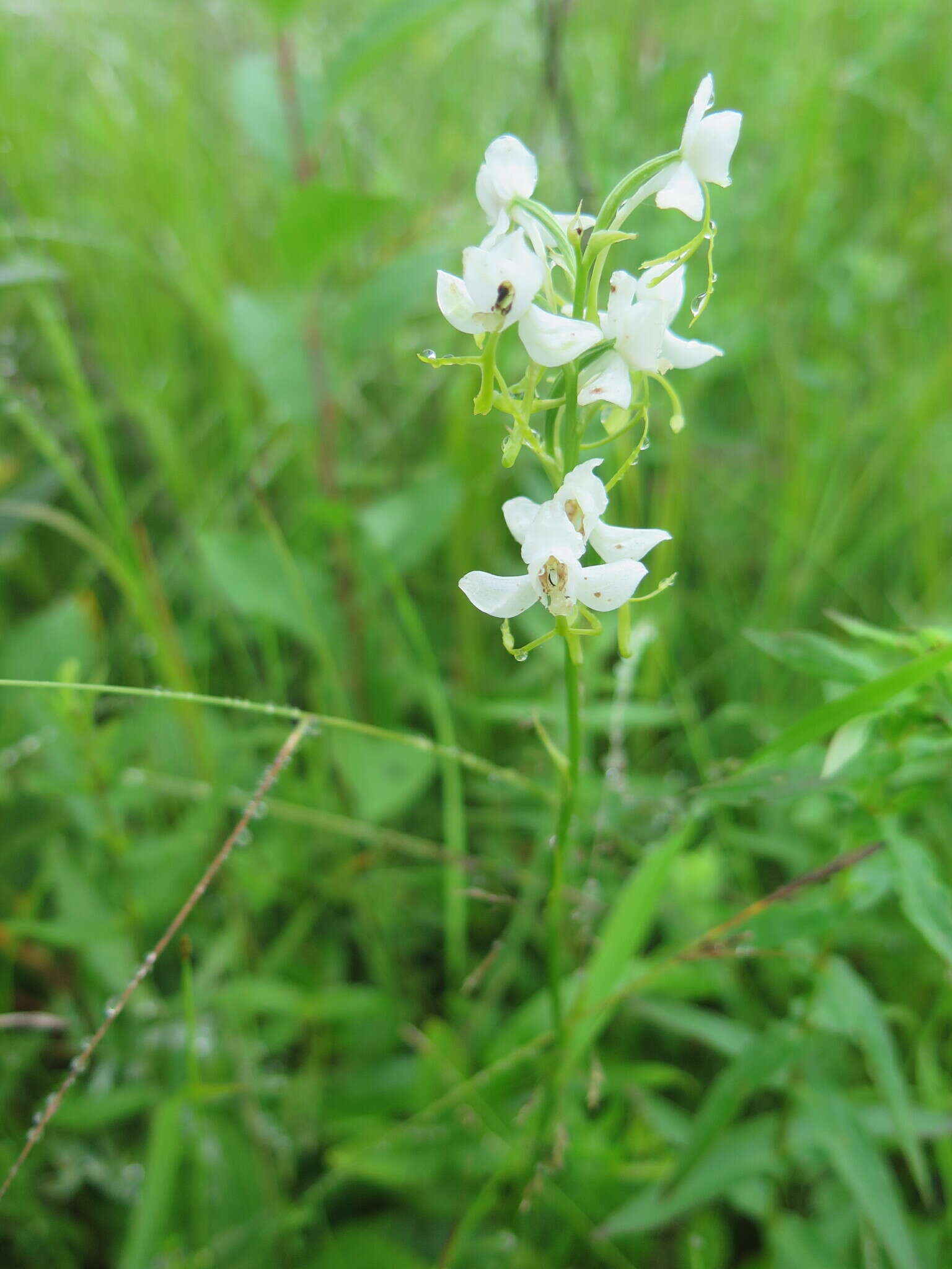 Habenaria linearifolia Maxim. resmi