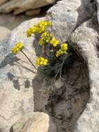 Image de Draba zionensis C. L. Hitchc.