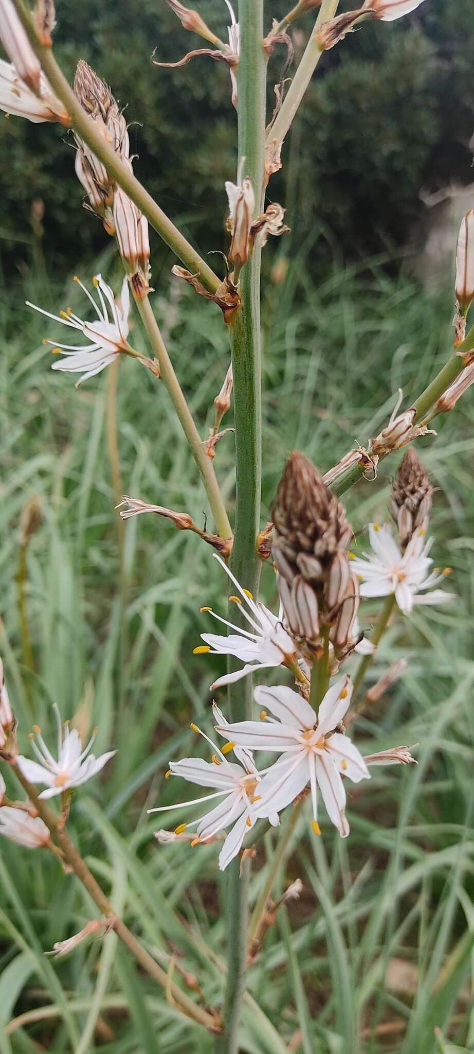 Image de Asphodelus ramosus subsp. ramosus