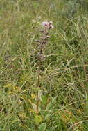 Image of Purple Rattlesnake-Root