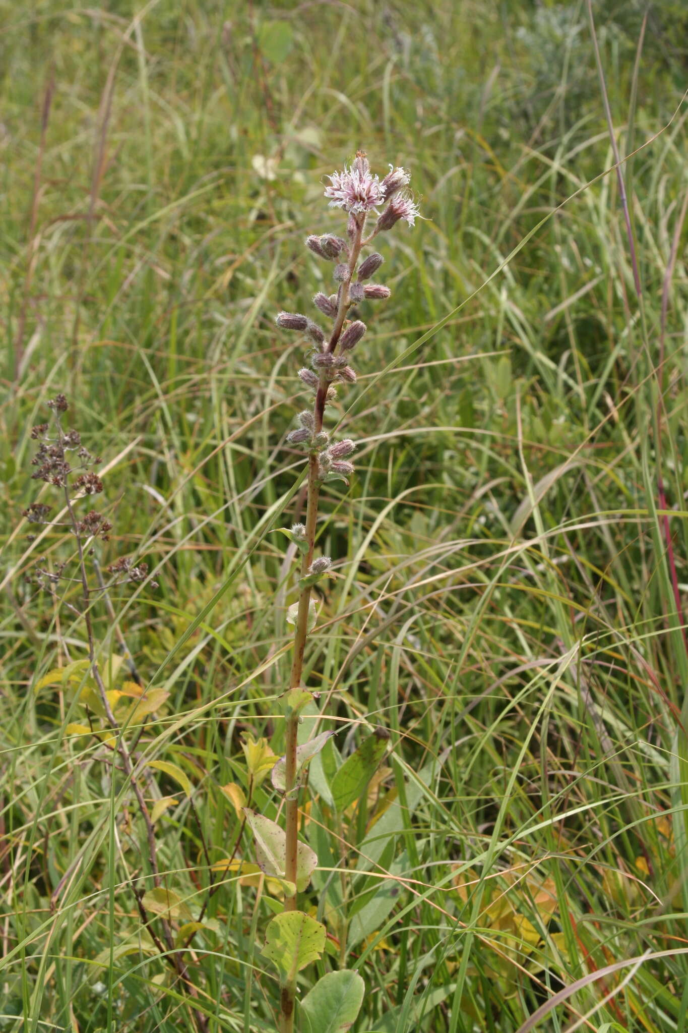 Image of Purple Rattlesnake-Root