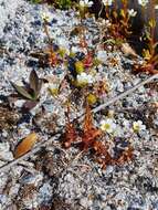 Imagem de Saxifraga osloensis Knaben