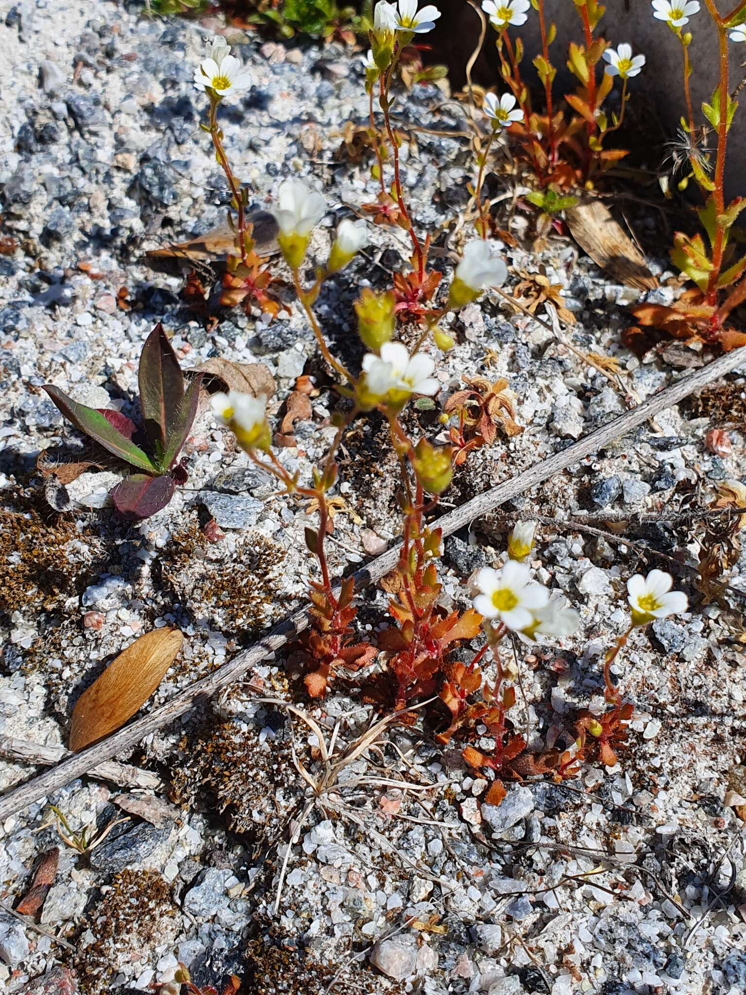 Слика од Saxifraga osloensis Knaben