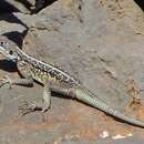 Image of Philipps’ Ridgeback Agama