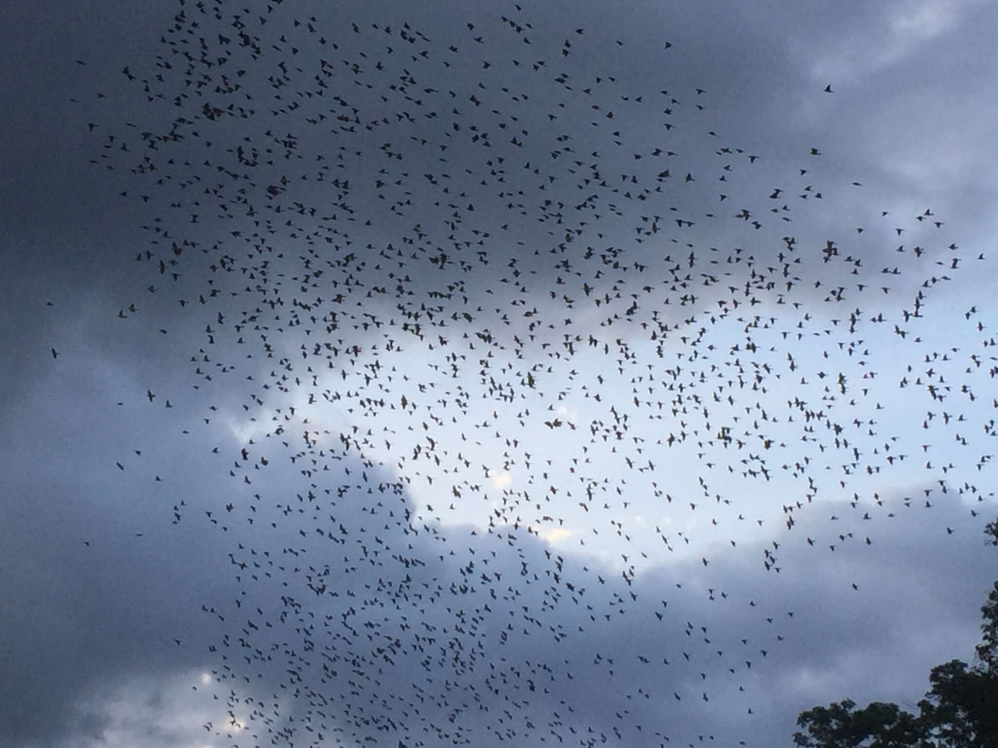 Image of Metallic Starling