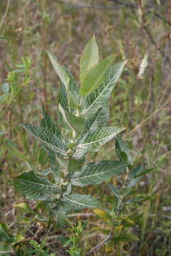 Imagem de Salix cordata Michx.