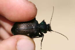 Imagem de Calosoma (Castrida) abbreviatum Chaudoir 1869