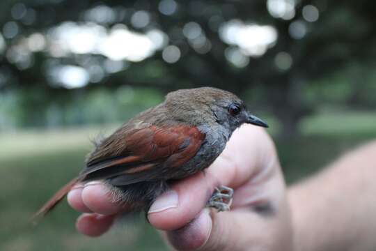 Image of Gray-bellied Spinetail