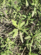 Image of black sage