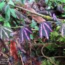 صورة Passiflora telesiphe S. Knapp & J. Mallet