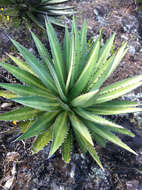 Image of Agave ghiesbreghtii Verschaff.