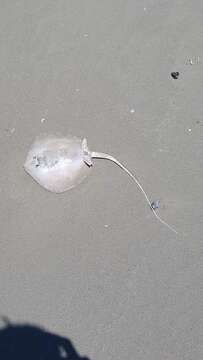 Image of Atlantic Stingray