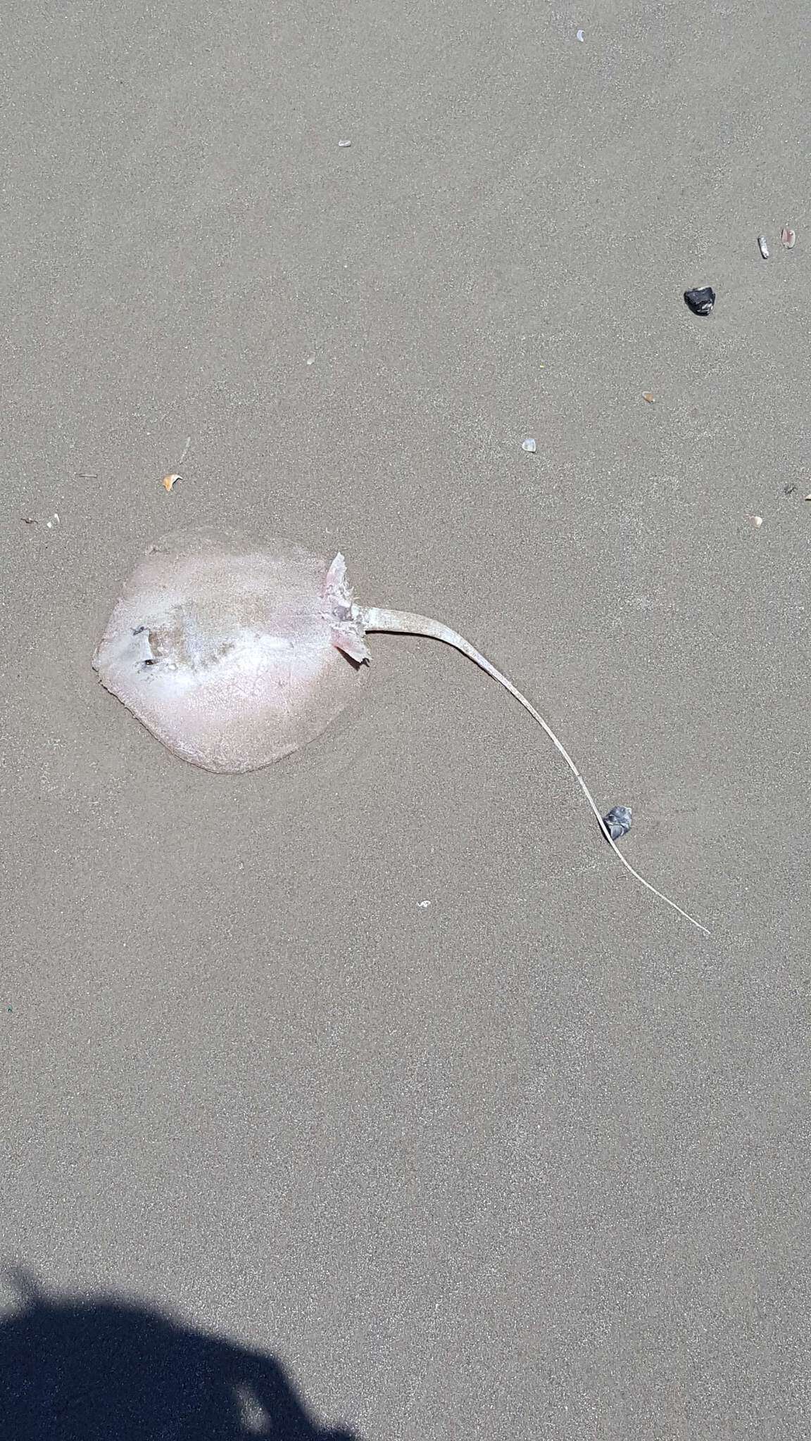 Image of Atlantic Stingray