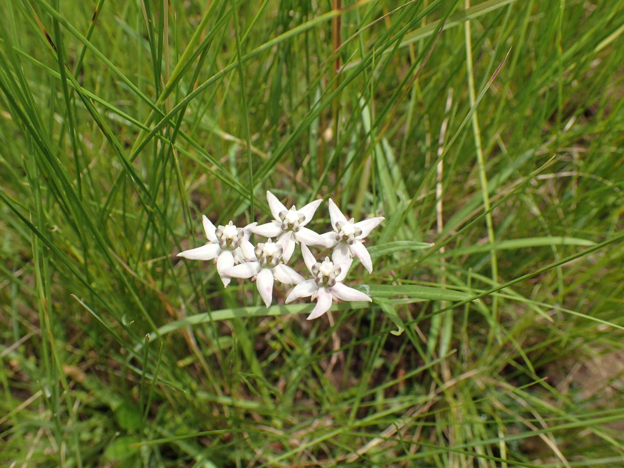 Image of Asclepias brevicuspis (E. Mey.) Schltr.