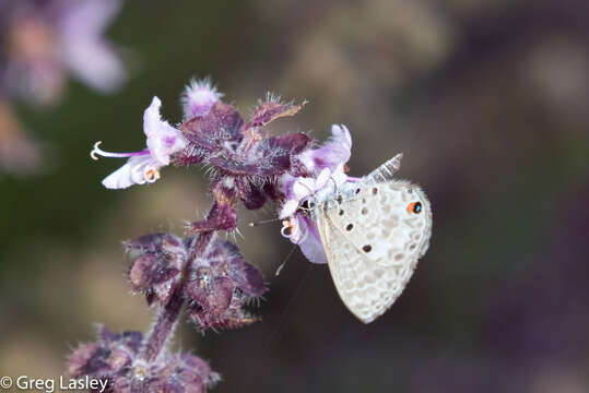 Image of Azanus sitalces (Mabille 1900)