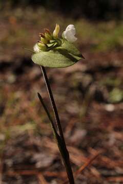 Image of Commelina nivea López-Ferr., Espejo & Ceja