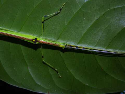 Image of Anarchodes annulipes (Gray 1835)